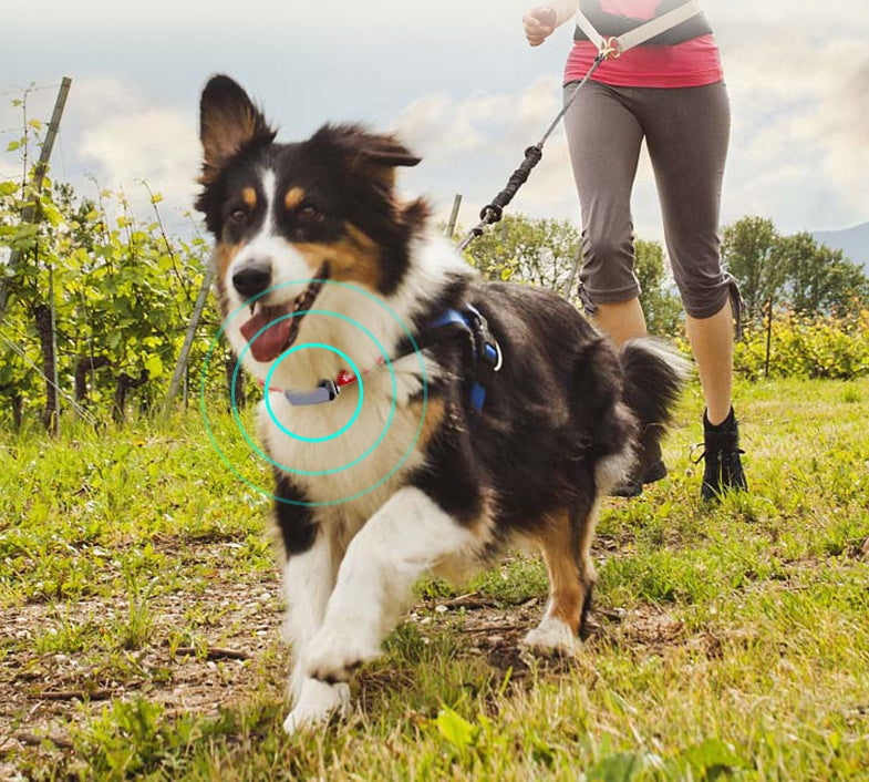 The Zyorabrands™ LED GPS Pet Tracker Collar
